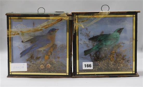 Two cased taxidermic birds